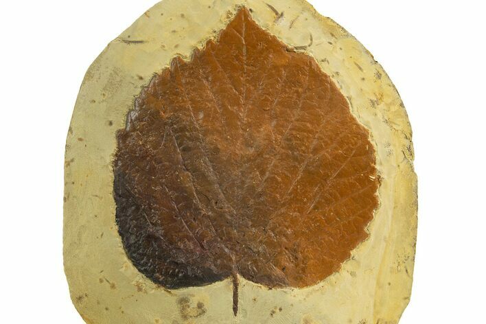 Spectacular, Fossil Leaf (Davidia) - Montana #327177